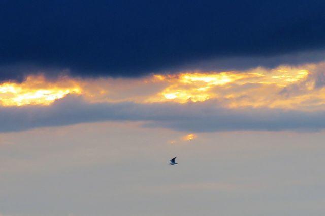 Bird in Flight for the Night