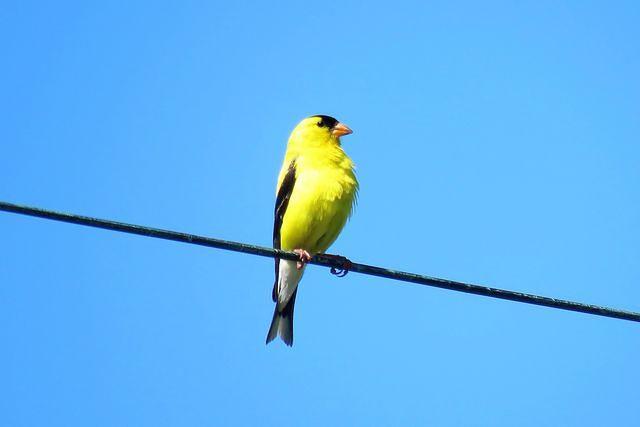 Proud Male Finch!
