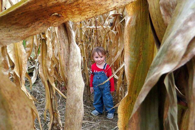 Framed By Corn Stalks