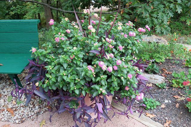 End of the Season and Still Blooming