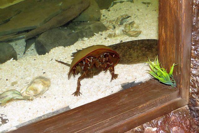 Hello Horseshoe Crab!