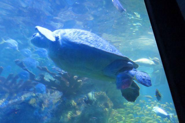 Green Sea Turtle Passing By
