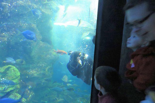 Evie and Thomas Watching Tank Diver