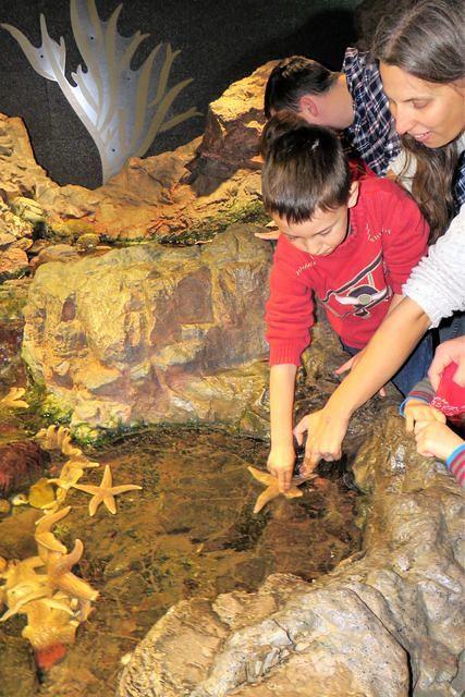 Gentle Starfish Touching