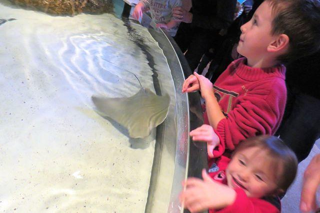 So Excited to Pet a Stingray