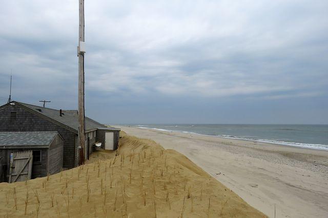 Shored Up Dune Behind Administration Building With Beach Grass Planted