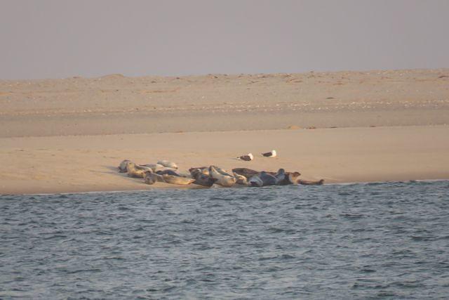 Seals Sunning Across From Lighthouse Beach
