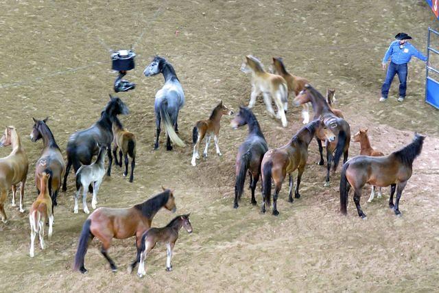 Generations of Horses