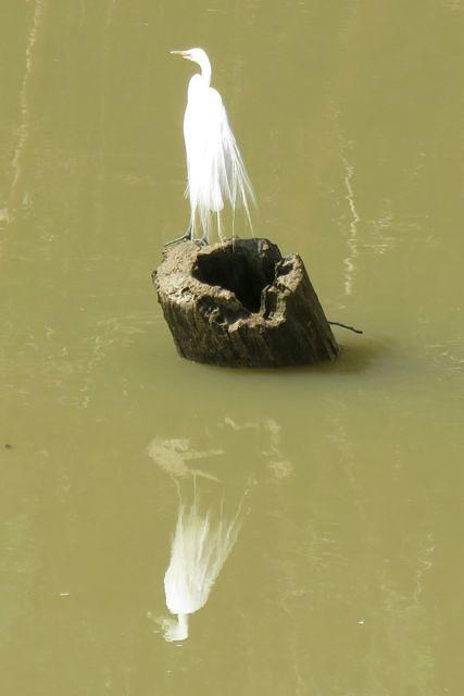 Great Egret Reflection