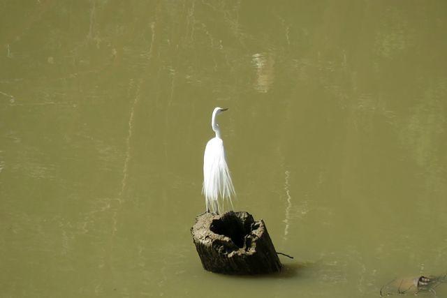 Breeding Great Egret