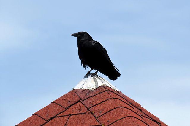 Surveying His Domain