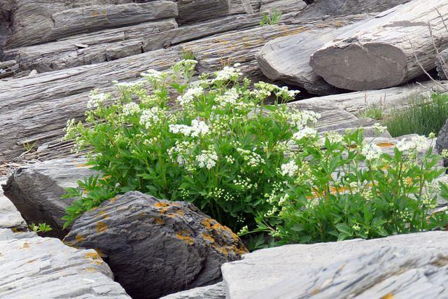 Flowers Amid the Rocks