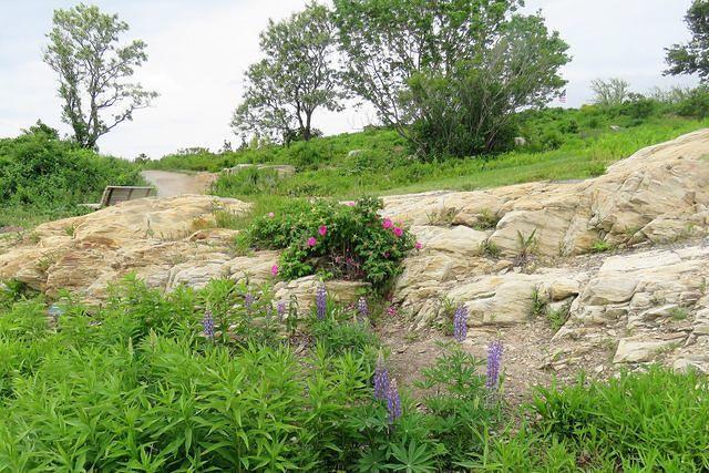Along the Cliff Walk, Fort Williams Park