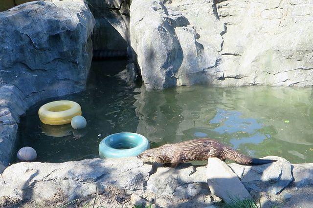 Looking For His Buddy