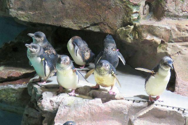 Little Blue Penguins