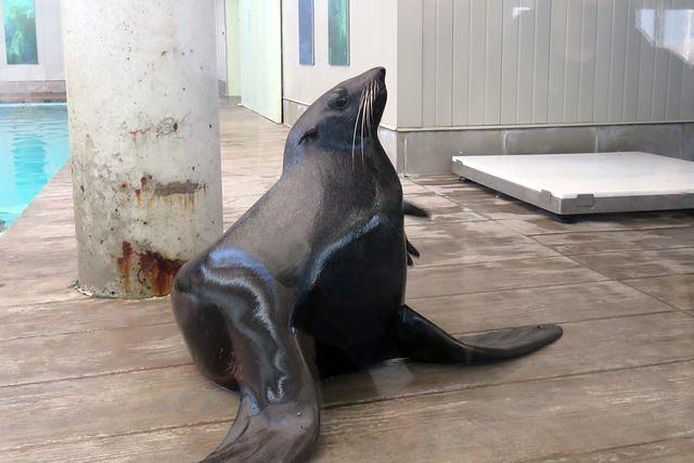 Fur Seal Lounging