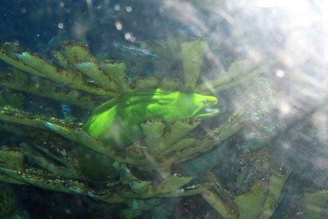 Green Anaconda in the Coral