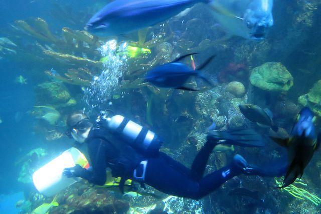 Feeding Time in the Big Tank