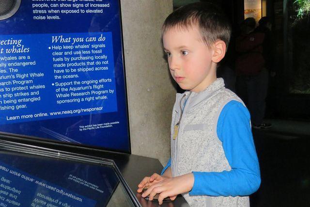 Learning About Right Whales