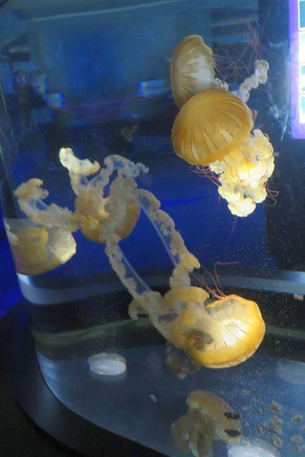 Pacific Sea Nettles