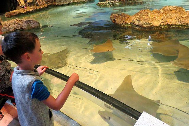 Watching the Stingrays