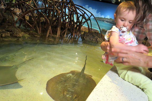 Thinking About the Rays