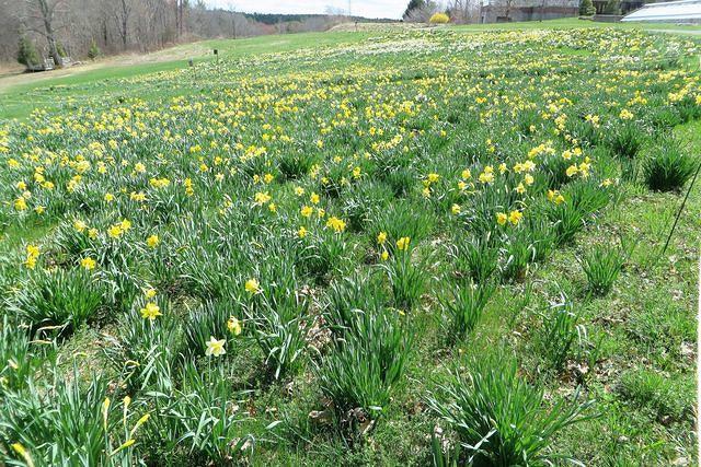 Daffodil Field