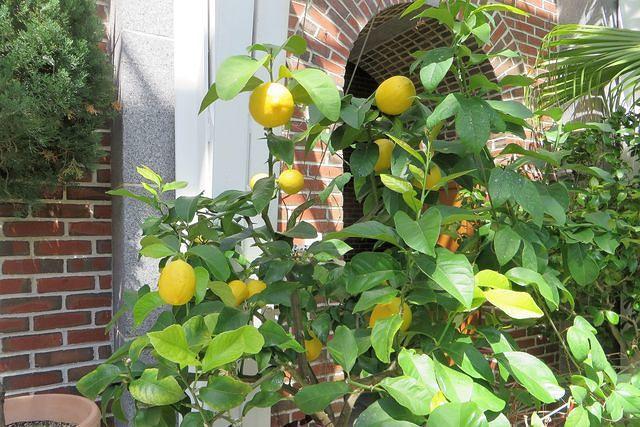 Lemon Tree