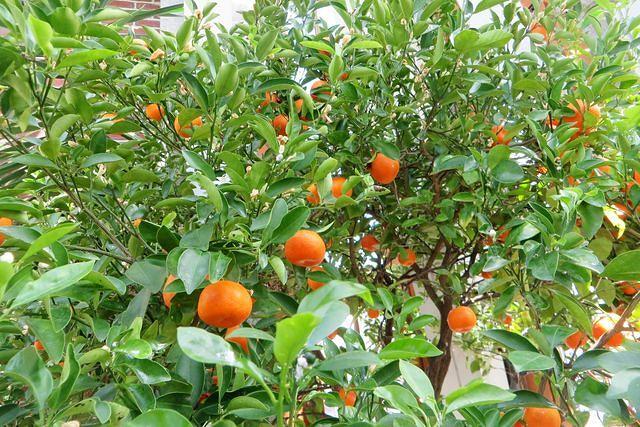 Orange Tree