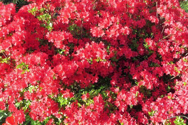 Gorgeous Azaleas