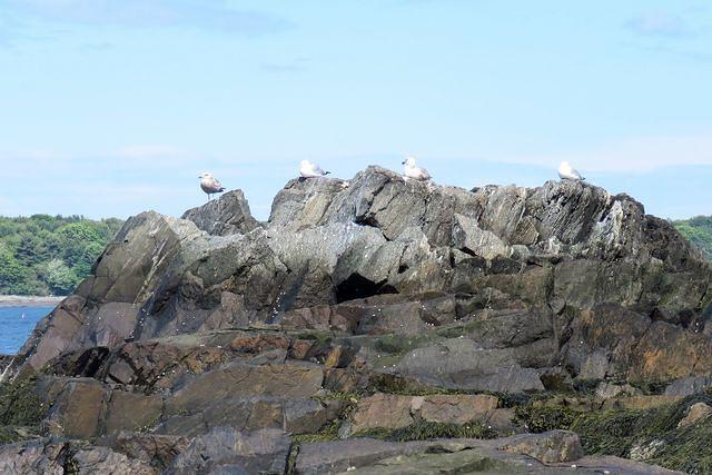 Chilling Gulls