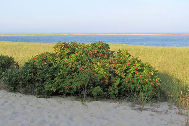 Beach Plums and Dune Grass