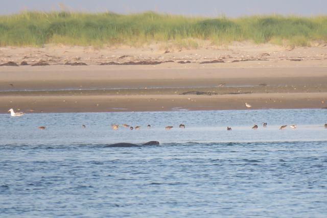 Seal and Shore Birds