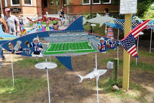 Patriots Shark