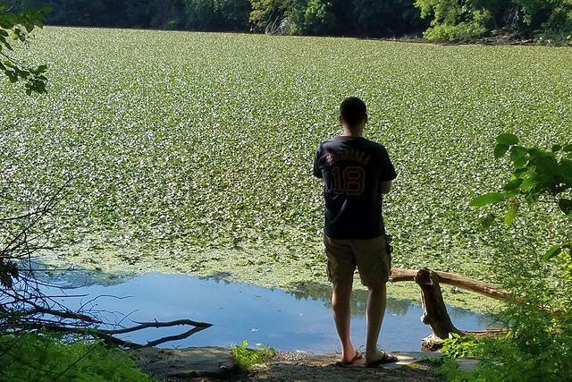 Contemplating the Invasive Growth on the Lake