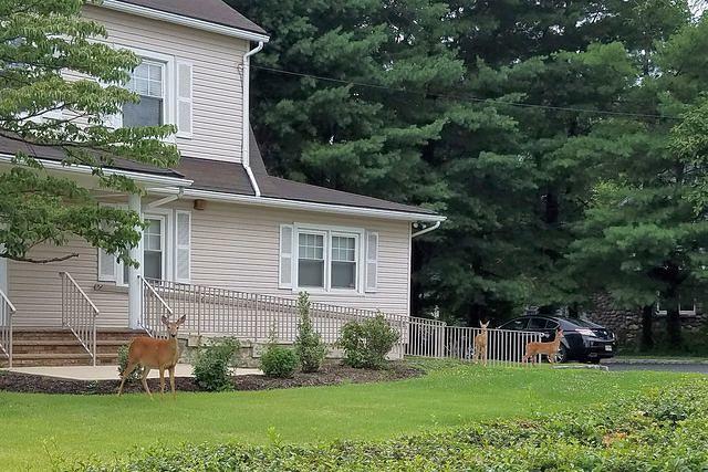Mama and Her Two Fawns