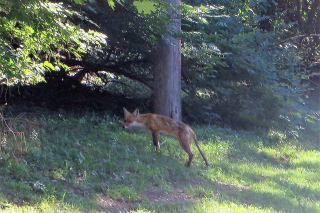 Mangy Fox Neighbor