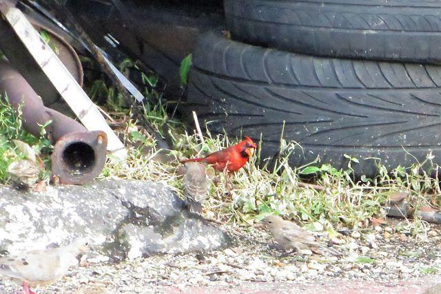 Beauty Amid the Trash