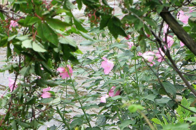 Wildflowers along the Shore