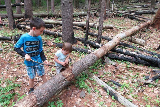 Sibling Bark Stripping