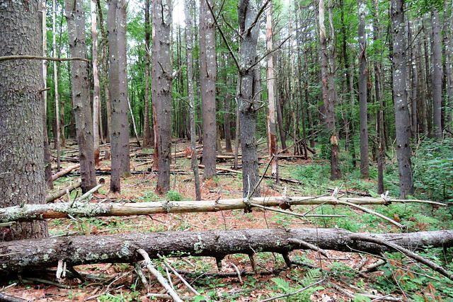 Forest Fire Recovery