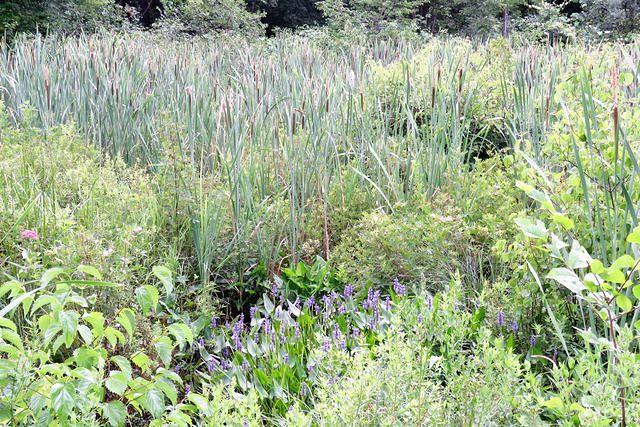 Cattails and Wild Marsh Flora