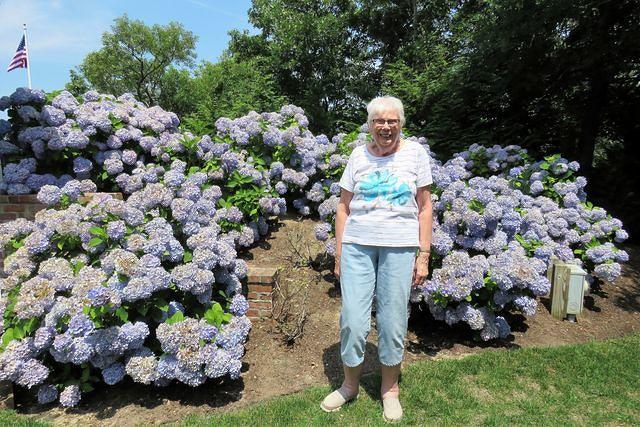 She Loves Hydrangeas