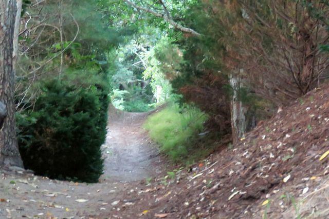 Early Morning Pathway