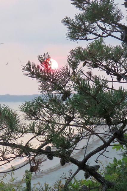 Sunrise Through the Pine Tree