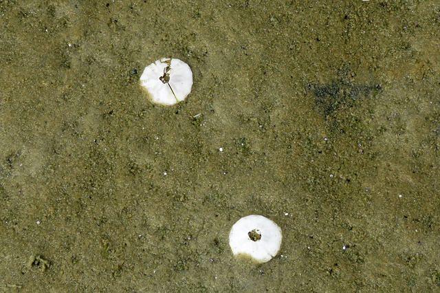 Sand Dollars