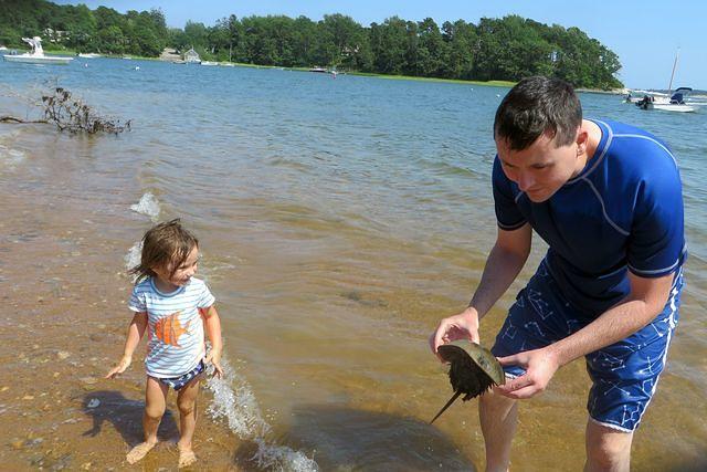 Another Horseshoe Crab Evie