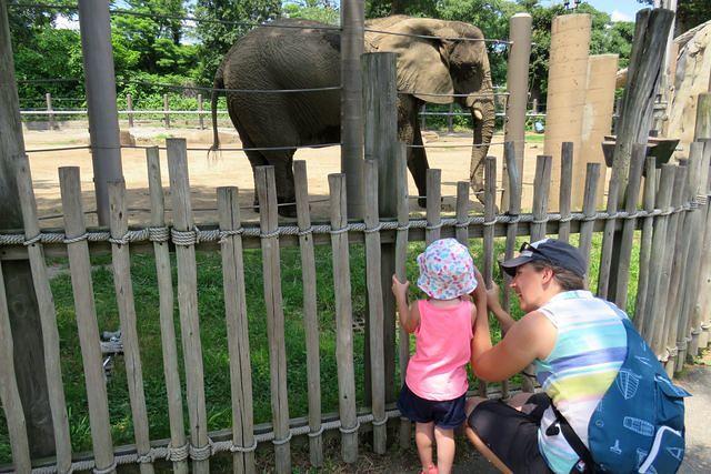 Checking Out the Elephants