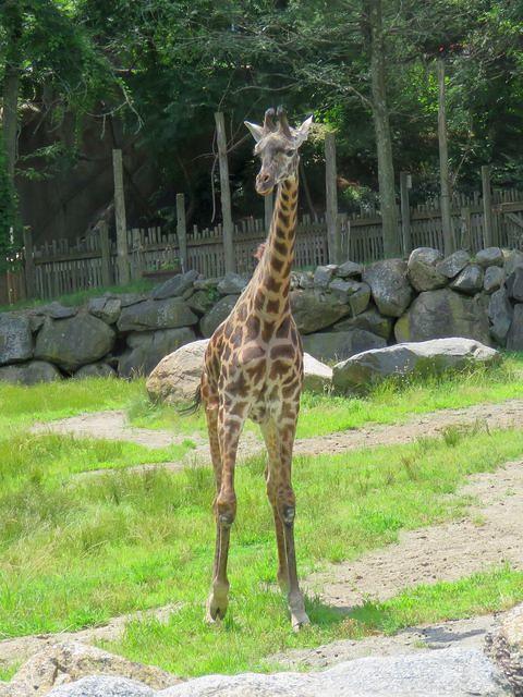 Masai Giraffe