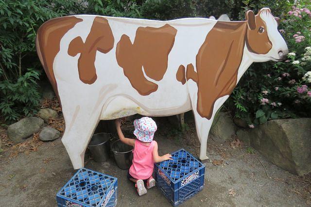 This is Where Milk Comes From?